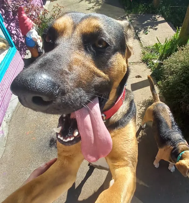 Domi, encantadora perrita recepcionista del hostal con mirada dulce y personalidad acogedora