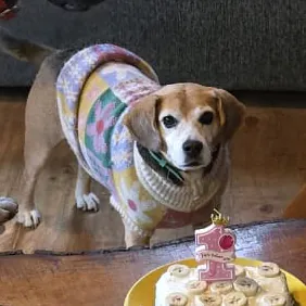 Linda, adorable perrita guardiana del hostal con expresión amigable y ojos brillantes